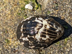 Nerita albicilla