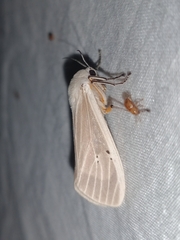 Creatonotos transiens