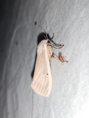 Creatonotos transiens