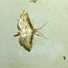 Marasmia