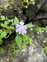Impatiens platypetala