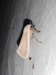 Creatonotos transiens