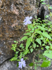 Impatiens platypetala
