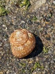 Eurytrochus strangei