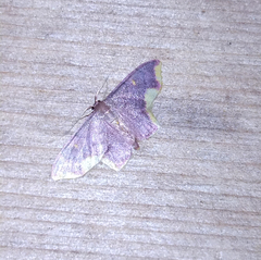 Lophosis labeculata