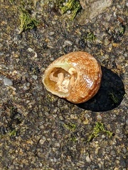 Eurytrochus strangei