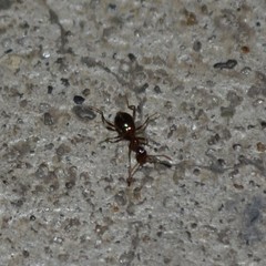 Acanthinus argentinus