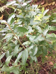 Vaccinium myrtilloides
