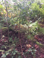 Vaccinium myrtilloides