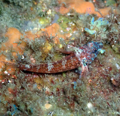 Enneapterygius atrogulare