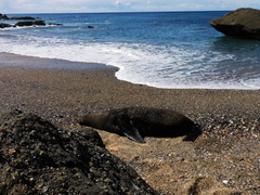Arctocephalus forsteri