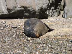 Arctocephalus forsteri