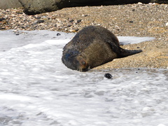 Arctocephalus forsteri