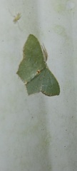 Chloropteryx tepperaria