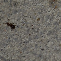 Acanthinus argentinus
