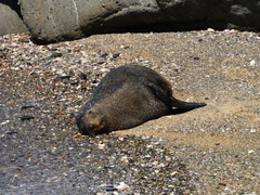 Arctocephalus forsteri