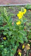Verbascum phlomoides