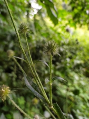 Dipsacus pilosus