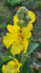 Verbascum phlomoides