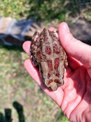 Sclerophrys garmani
