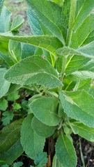 Verbascum phlomoides