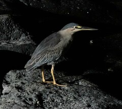 Butorides striata rhizophorae