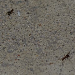 Acanthinus argentinus