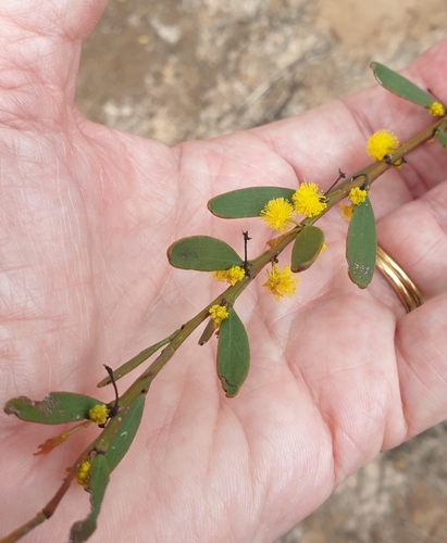 Image of Acacia microcarpa by (c) Rosalie Lawrence, some rights reserved (CC BY)