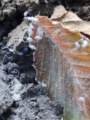 Grylloprociphilus imbricator