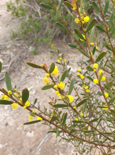 Image of Acacia microcarpa by (c) Rosalie Lawrence, some rights reserved (CC BY)