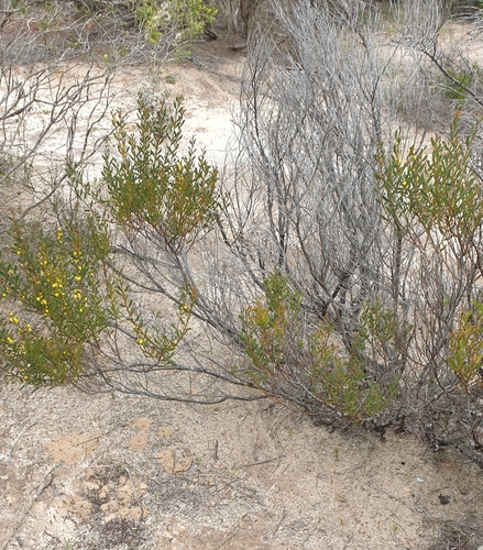 Image of Acacia microcarpa by (c) Rosalie Lawrence, some rights reserved (CC BY)