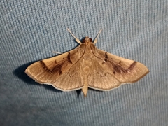 Pilocrocis milvinalis