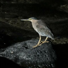 Butorides striata rhizophorae