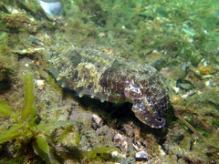 Sepia plangon