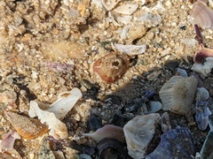 Amblychilepas nigrita