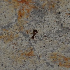Acanthinus argentinus