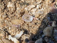 Amblychilepas nigrita