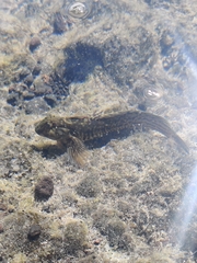 Parablennius parvicornis