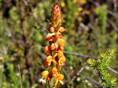 Satyrium coriifolium