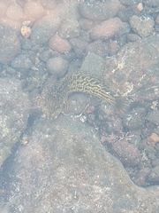 Parablennius parvicornis