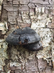 Fomes fomentarius