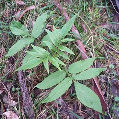 Sambucus gaudichaudiana