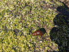 Phasianotrochus eximius