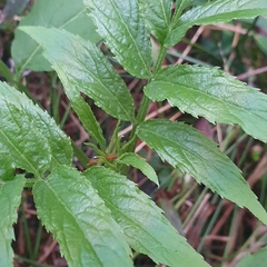 Sambucus gaudichaudiana