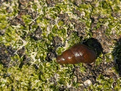 Phasianotrochus eximius