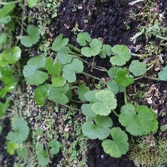 Hydrocotyle hirta