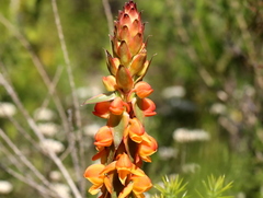 Satyrium coriifolium