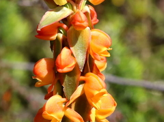 Satyrium coriifolium