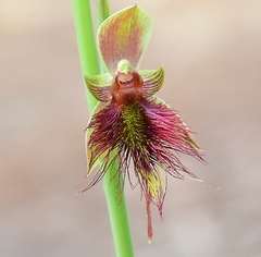 Calochilus paludosus