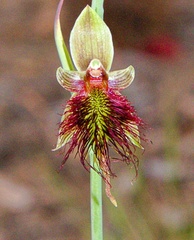 Calochilus paludosus